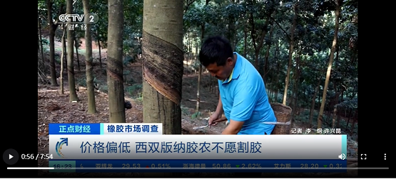 價(jià)格偏低，西雙版納膠農(nóng)不愿割膠