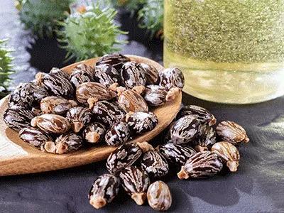 阿科瑪將擴(kuò)大法國Serquigny工廠的產(chǎn)能