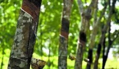 天然橡膠價格將上漲？3月天然橡膠能否擺脫頹勢？