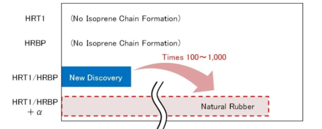 住友表示，下一步將是找到導致異戊二烯鏈延長的重要成分 (αα)，這將使在實驗室中人工生物合成天然膠成為可能