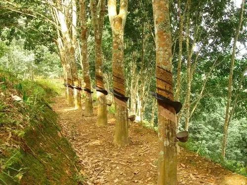 輪胎原材料降價(jià)，并未過(guò)多緩解輪胎企業(yè)的制造壓力