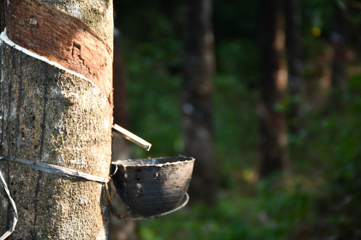 ANRPC：5月全球天然橡膠產(chǎn)量同比增長(zhǎng)0.3%至100.6萬(wàn)噸