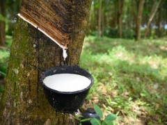 泰國2024年橡膠產(chǎn)量預(yù)期下滑0.44%