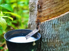 廢棄橡膠種子變廢為寶？橫濱橡膠參與新項目